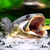 Backwater Fishing::Appstore for Android