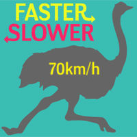 Más rápido o más lento: animales