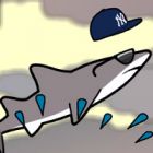 new york shark