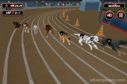 Dog Racing: Dogs Racing