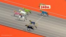 Pferde-Derby-Rennen: Horse Race Gameplay